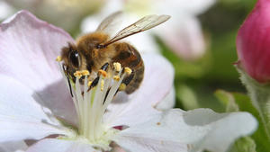 09.05.2022, Bayern, Kempten: Eine mit Pollen behangene Biene sammelt in einem Apfelbaum den Nektar aus einer Blüte und verteilt dabei den zur Bestäubung notwendigen Blütenstaub. Foto: Karl-Josef Hildenbrand/dpa +++ dpa-Bildfunk +++
