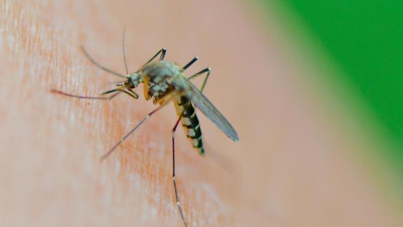 Voraussichtlich weniger Mücken als 2021 in Sachsen-Anhalt