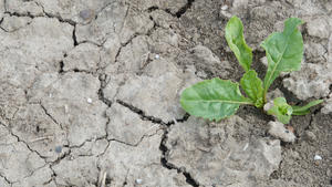 12.05.2022, Niedersachsen, Sehnde: Risse sind auf einem Feld, auf dem Zuckerrüben angebaut werden, zu sehen. Die trockene Witterung bereitet Landwirten weiterhin große Probleme. Foto: Mia Bucher/dpa +++ dpa-Bildfunk +++