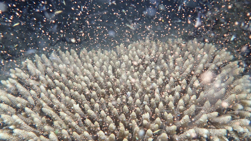 Das Great Barrier Reef leidet unter einer schweren Korallenbleiche.