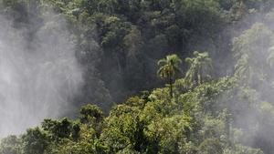 Mit Gischt überzogener Regenwald, Wasserfälle von Iguazu, UNESCO Welterbe, an der Grenze zwischen Brasilien und Argentinien.