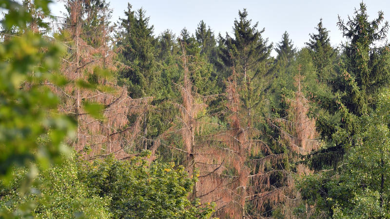 Abgestorbene Bäume im Forst bei Augustusburg.  Große Probleme bereitet der Borkenkäferbefall.