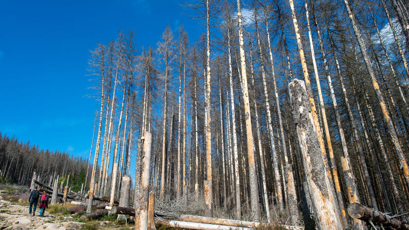Wanderer gehen im Nationalpark Harz an abgestorbenen Fichten vorbei. Die Nadelbäume vielen dem Borkenkäfer zum Opfer. Bei warmer Witterung mit wenig Regen kann sich der Borkenkäfer stark ausbreiten.