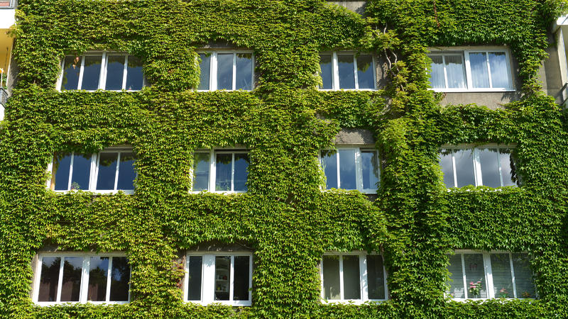 Fassadenbegrünung, Schöneberg, Berlin, Deutschland