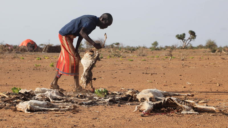 Dhicis Guray, an internally displaced Somali man, attends to the carcass of his dead livestock following severe droughts near Dollow, Gedo Region, Somalia May 26, 2022. Picture taken May 26, 2022. REUTERS/Feisal Omar