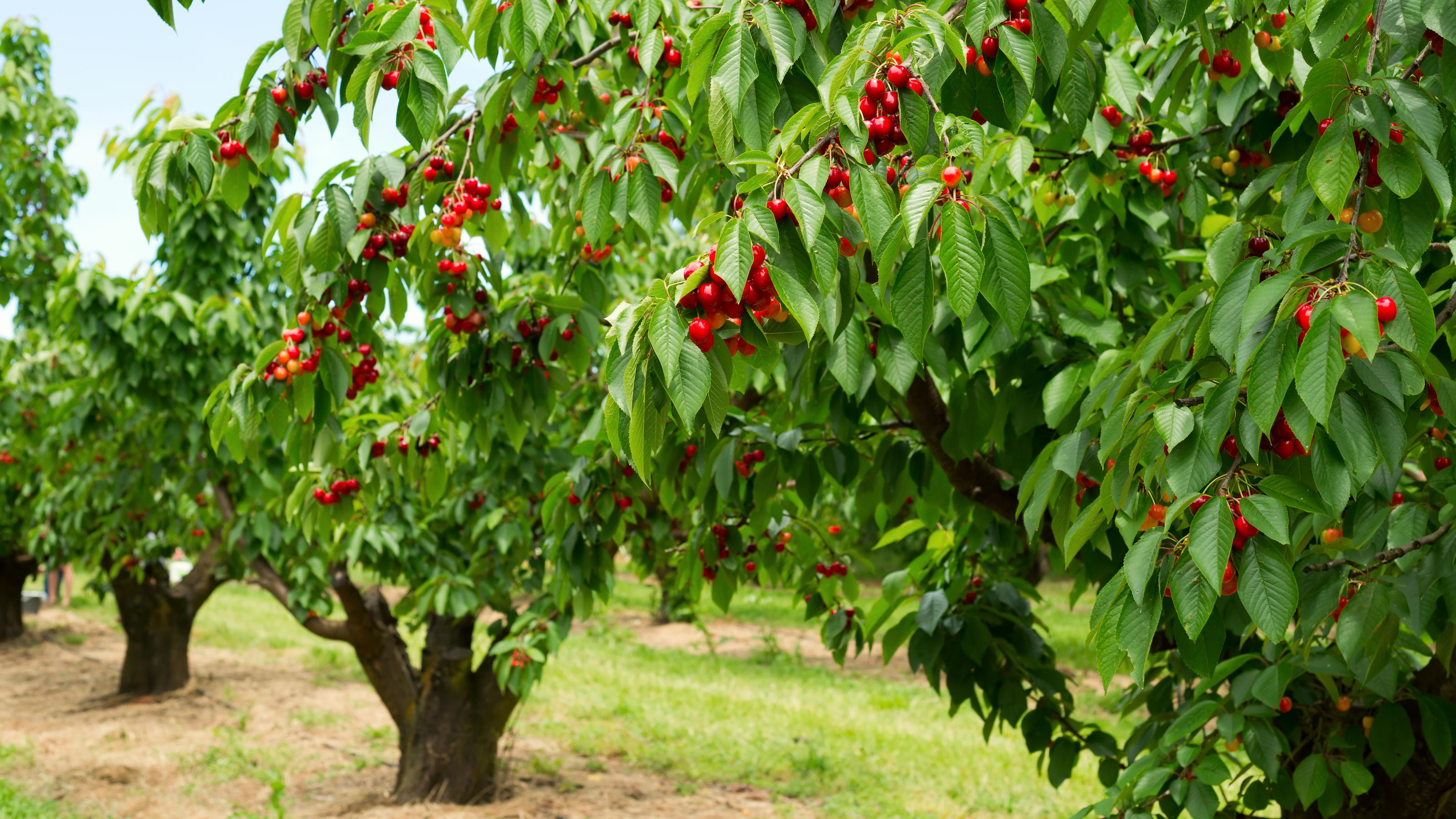 Kirschbaum mit vielen Kirschen