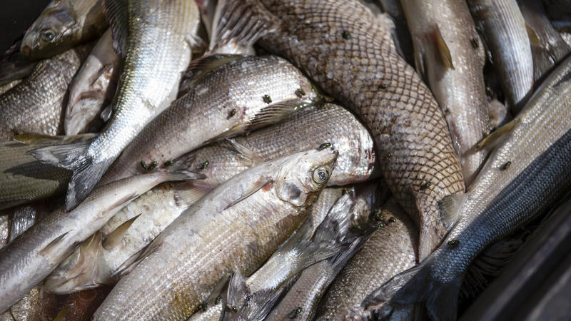 Aus dem Rhein gefischte, tote Fische werden in einer Entsorgungstonne gesammelt, am Montag, 6. August 2018 in Neuhausen. Wegen der hohen Wassertemperatur des Rhein sterben die Fisch, vor allem Aeschen, in den warmen Gewaessern.