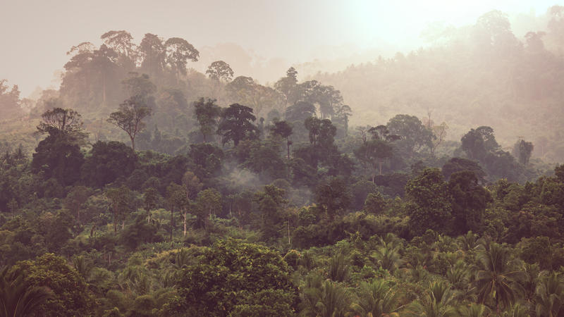 Tropischer Regenwald und Nebel