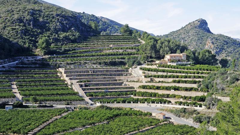 Terrassenfelder einer Orangenplantage in den Bergen von Alicante in Spanien.