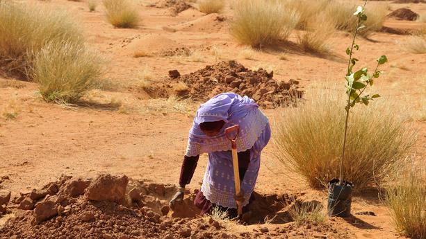 Die Weltbevölkerung steht vor einem großen Problem: Die Wüsten breiten sich aus. In Nordafrika gibt es seit 15 Jahren ein Projekt, das eine gigantische grüne Mauer von Ost nach West ziehen will, um die Wüste in ihre Schranken zu weisen. 