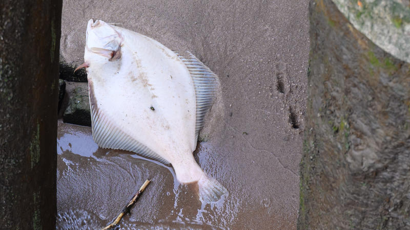 Ein toter Fisch liegt auf einem Sandstreifen an der Norderelbe nahe der Kaikante am Holthusenkai.