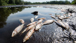 Tote Fische liegen 2019 im teilweise ausgetrockneten Würmsee in der Region Hannover.