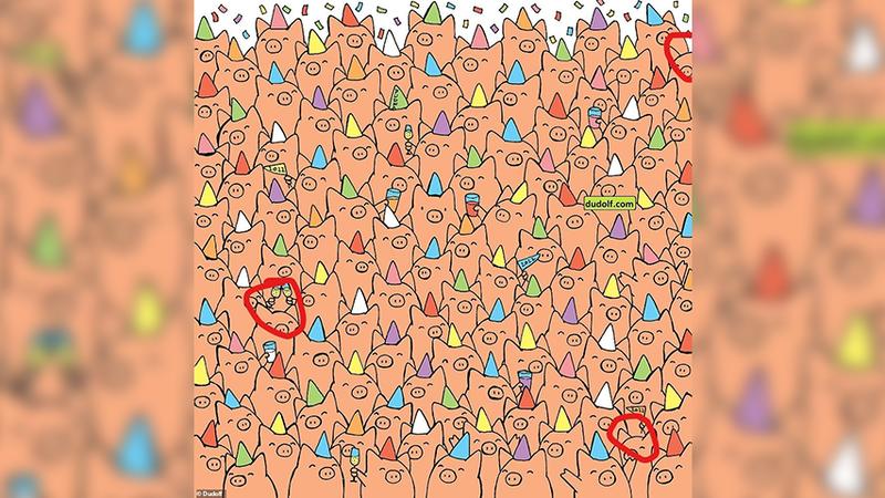 Suchbild: Schweine-Bild