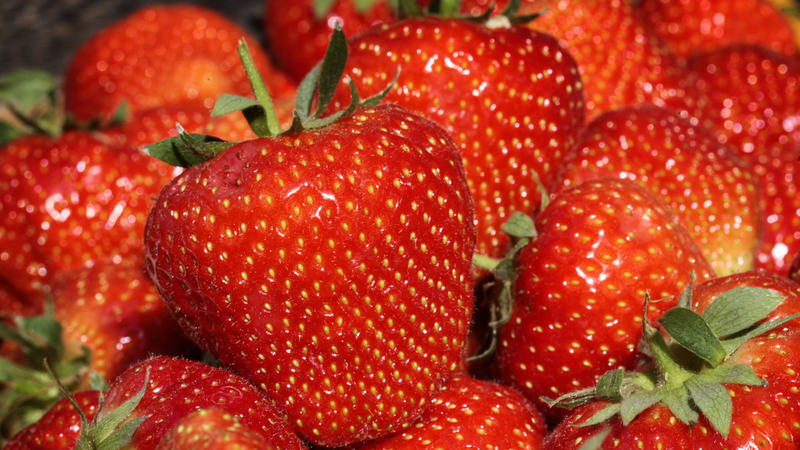 Frische Erdbeeren liegen am Dienstag (12.05.2009) auf einem Hof in Bottrop-Kirchhellen in einer Schale. Nach den Milchproduzenten schlagen auch die Obst- und Gemüseerzeuger wegen des Preiskampfes im deutschen Lebensmittelhandel Alarm. Die Pr