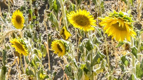 News Bilder des Tages 06.08.18, Hannover , Sonnenblumen Trockenheit Dürre Hitze *** 06 08 18 Hanover sunflower dryness drought heat  