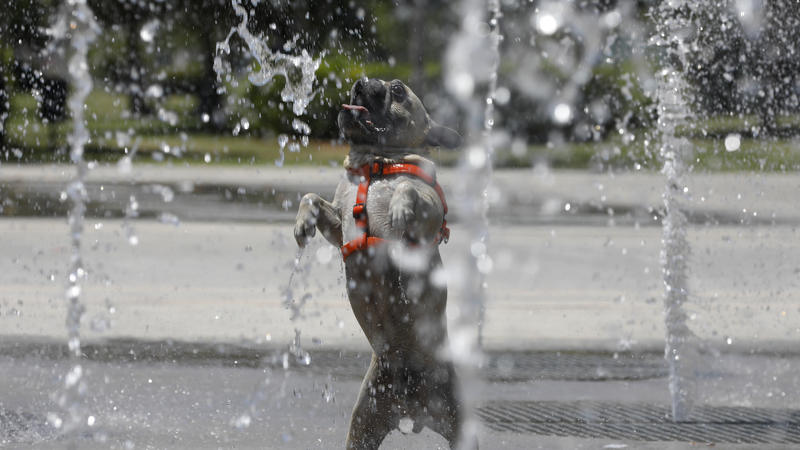 Ein Hund erfrischt sich während der Hitzewelle in den Springbrunnen des Parks "Parc de ses estacions" in Palma de Mallorca.