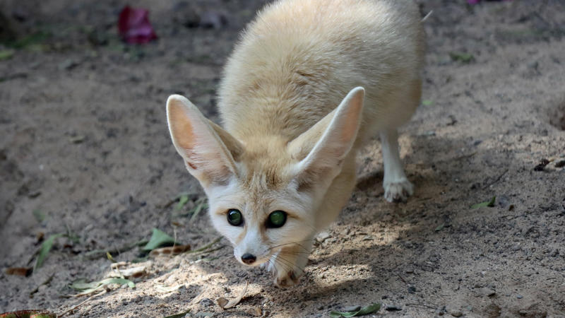 Wüstenfuchs (Vulpes zerda) im Oasis Park, La Lajita, Fuerteventura, Spanien