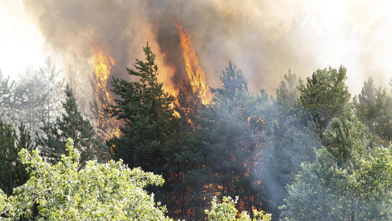 21.07.2022, Ungarn, Kiskunhalas: Rauch und Flammen steigen auf aus einem Waldgebiet in der Nähe von Kiskunhalas. Das durch Trockenheit und sengende Hitze ausgelöste Feuer hat eine Fläche von 200 Hektar des Mischwaldes aus Laub- und Nadelbäumen verbra