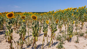 Vertrocknete Sonnenblumen auf einem Feld in Brandenburg am 20. Juli 2022
