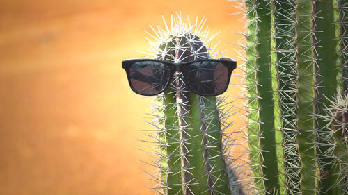 Cactus in sunglasses as concept for vacations in the south