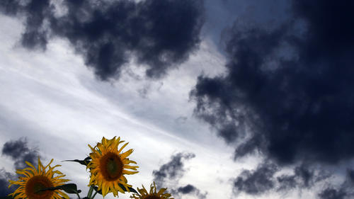 Wolkenverhangen ist am Mittwoch (18.07.2012) der Himmel über einem Sonnenblumenfeld bei Üttingen (Unterfranken). Weiterhin wechselhaft ist das Wetter in Bayern. Foto: Karl-Josef Hildenbrand dpa//lby  +++(c) dpa - Bildfunk+++