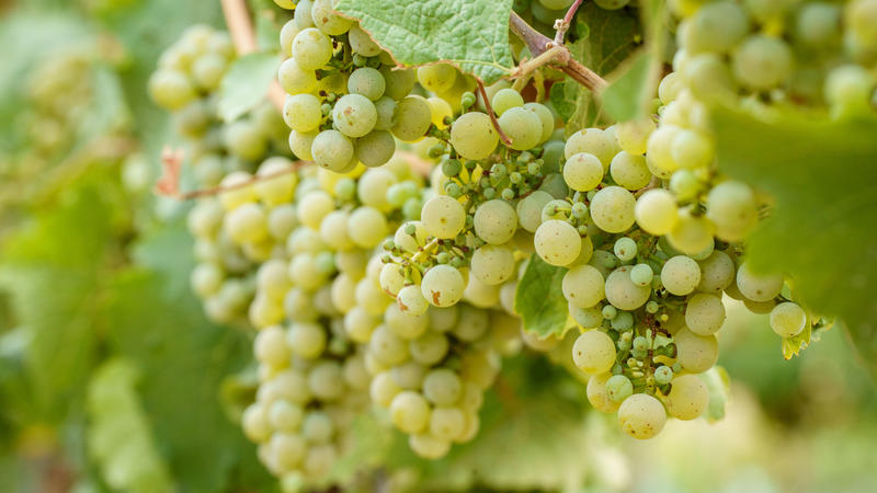 Weiße Weintrauben hängen an einem Weinstock