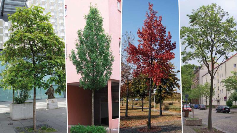Zukunftsbäume für die Stadt: Linde, Ahorn und Platane müssen ersetzt werden.