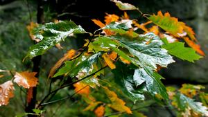 Herbst-Impression - schoene, rot und gelb gefärbte Blaetter nach dem Regen im Gebirge