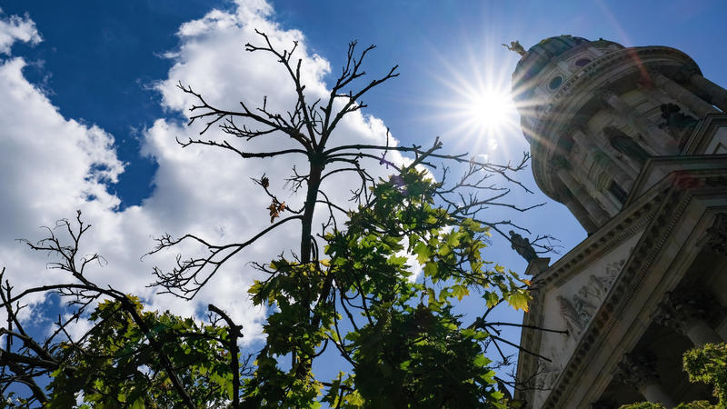 ARCHIV - 23.07.2020, Berlin: Vertrocknete Zweige von einem Kugelahornbaum sind auf dem Gendarmenmarkt vor der Kuppel des französischen Doms zu sehen. Stadtbäume gelten als Schattenspender und natürliche Klimaanlagen. Die Trockenheit der vergangenen W