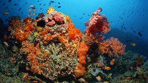 Korallenblock, Fische, Niedere Tiere, Steinkoralle, Weichkoralle, Gorgonie, Schwamm, Seescheide, Großes Barriereriff, Queensland, Cairns, Pazifischer Ozean, Australien, Ozeanien Copyright: imageBROKER/NorbertxProbst ibxnpr04365000.jpg Bitte beachten Sie die gesetzlichen Bestimmungen des deutschen Urheberrechtes hinsichtlich der Namensnennung des Fotografen im direkten Umfeld der Veröffentlichung!