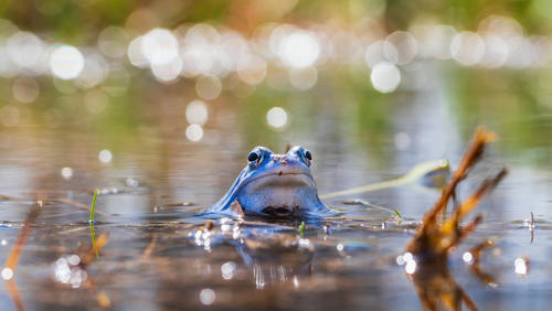 Blue Frog - Frog Arvalis on the surface of a swamp. Photo of wild nature.