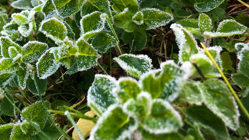 Mit Frost eingedeckte Pflanzen: Kurz vor dem Sommer kommt der Winter nochmal vorbei