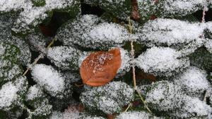  Erster Schnee, Wintereinbruch, Schnee auf Blaettern, aufgenommen in einem Garten in Eichenau, Bayern, am 19. November 2018.  First snow onset of winter Snow on blades recorded in a garden in Eichenau Bavaria on 19 November 2018