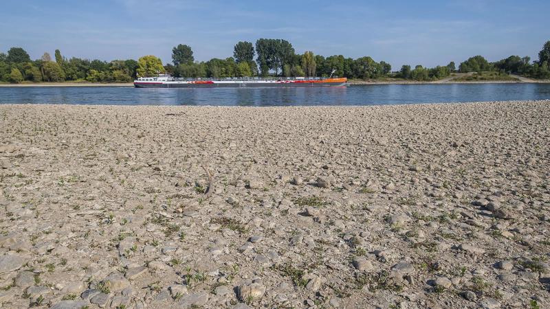 Niedrigwasser am Rhein, im Bild Koeln-Suerth (Foto vom 11.08.2022). Bundesverkehrsminister Volker Wissing (FDP) sieht in der zunehmenden Haeufung von Niedrigwasser-Situationen am Rhein eine Gefahr fuer den Wirtschaftsstandort Deutschland und will die