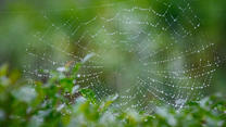 Tropfen in Spinnennetzen