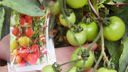 Hobbygärtnerin Galina Kuschel prüft in ihrem Kleingarten am Wasserturm in Delitzsch ihre Tomatenpflanzen. Seit 15 Jahren verbringt die Logistikerin jede freie Stunde auf ihrer 6oo Quadratmeter großen Parzelle. Ihre große Leidenschaft sind über 100 verschiedene Tomatensorten aus aller Welt, die in kleinen Kunststoffzelten oder auch an Baumstämmen mit Rankenhilfen hochklettern. Dem bereits angekündigten regenarmen Sommermonaten und dem damit verbundenen Wassermangel hat sie bereits vorgebeugt und die Böden unter dem Gemüsepflanzen und Beerensträucher mit Mulch aus Gartenrückständen bedeckt. Die 24 000 Einwohner zählende Kleinstadt Delitzsch liegt im Regenschatten vom Harz und kämpft wie bereits im letzten niederschlagsarmen Sommer mit großen Trockenschäden.