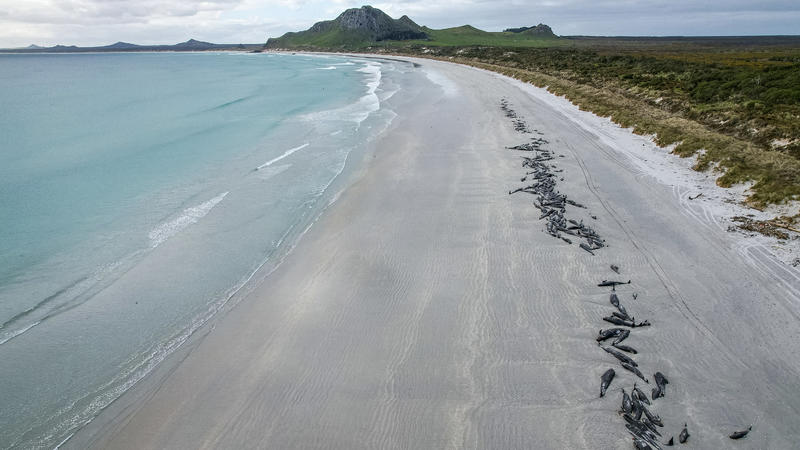 Neuseeland, Tupuangi Beach: Eine Reihe von toten Grindwalen säumen den Strand von Tupuangi Beach auf den Chatham-Inseln im neuseeländischen Chatham-Archipel. 