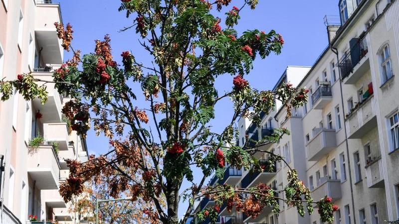 Vertrocknete Straßenbäume - neue Baumarten sollen das Stadtbild wieder grüner machen.