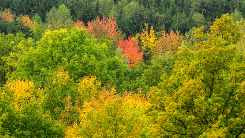 Im Herbst werden die Bäume bunt, egal wie warm es ist.