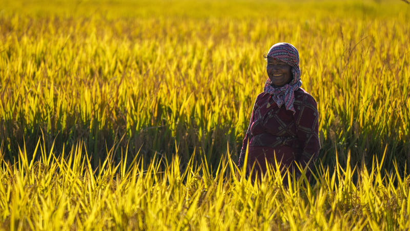 17.10.2022, Nepal, Bhaktapur: Eine Bäuerin steht während der Reisernte lächelnd auf einem Feld. Die Landwirtschaft ist die Hauptnahrungs-, Einkommens- und Beschäftigungsquelle für die Mehrheit der Menschen in Nepal. Foto: Niranjan Shrestha/AP/dpa +++