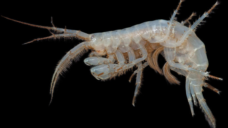 Amphipode - Flohkrebs im Grundwasser