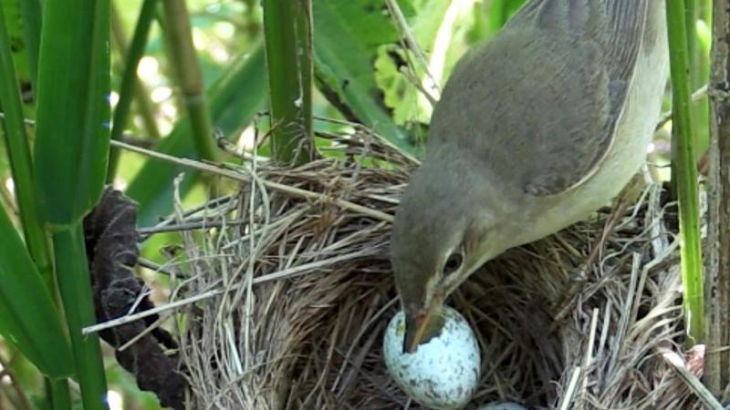 Sumpfrohrsänger sind clever. Sie erkennen, wenn ein Kuckuck sein Ei in ihr Nest gelegt hat und zerstören es.