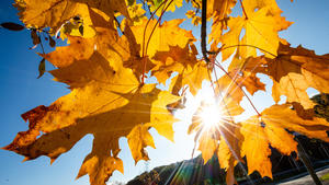 ARCHIV - 23.10.2021, Baden-Württemberg, Stuttgart: Bei schönem Wetter strahlt die Sonne durch herbstlich gefärbte Blätter. (zu dpa: «Sommerlicher Endspurt des Oktobers - bis zu 26 Grad erwartet») Foto: Christoph Schmidt/dpa +++ dpa-Bildfunk +++