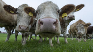 31.10.2022, Hessen, Nieder Erlenbach: Kühe stehen auf einer Weide in der Wetterau. Neben ihrem Nutzen in der Landwirtschaft werden Kühe wegen des von ihnen erzeugten Methans von Klimaschützern auch kritisch gesehen. Foto: Boris Roessler/dpa +++ dpa-Bildfunk +++