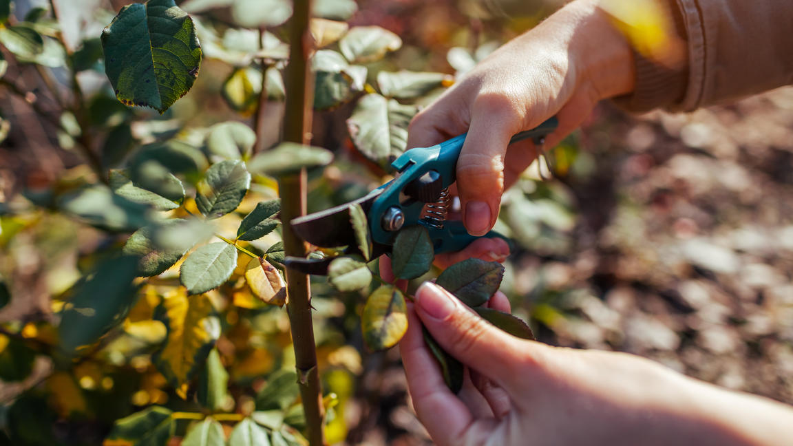 Rosen Schneiden Im Herbst: Wann Ist Der Richtige Zeitpunkt? Das Sollten ...