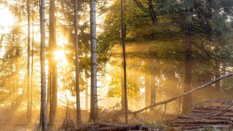  Herbststimmung im Taunus Die Morgensonne scheint durch Nebel im herbstlichen Wald am Limeswall im Taunus unterhalb des Großen Feldbergs.