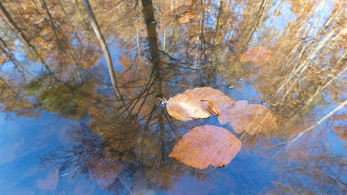 Herbstlaub im Wasser