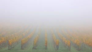 31.10.2022, Bayern, Volkach: Nebel liegt über den herbstlichen Weinbergen. Foto: Karl-Josef Hildenbrand/dpa +++ dpa-Bildfunk +++