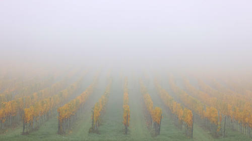 31.10.2022, Bayern, Volkach: Nebel liegt über den herbstlichen Weinbergen. Foto: Karl-Josef Hildenbrand/dpa +++ dpa-Bildfunk +++