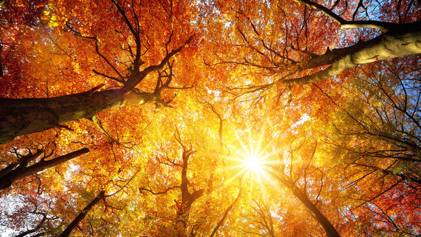 Das Novemberwetter 2022 war zu warm und zu sonnig.
